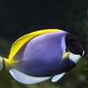 Marineland - Aquarium - 082